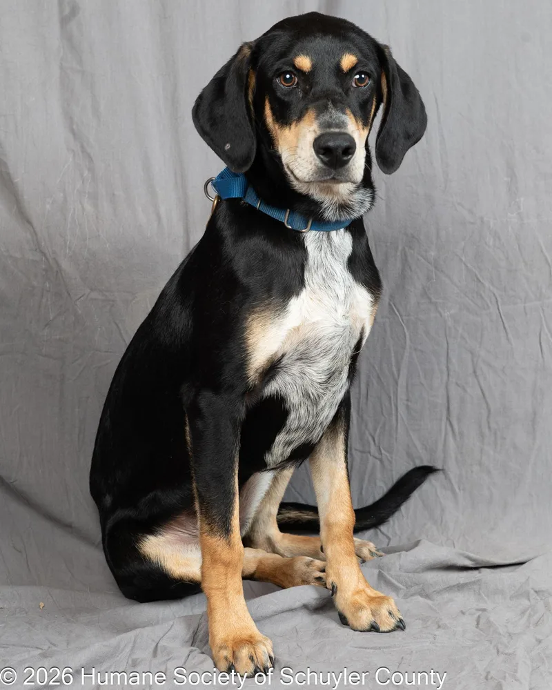 A young medium-sized male Black Hound dog named Baylor for adoption in Montour Falls, NY