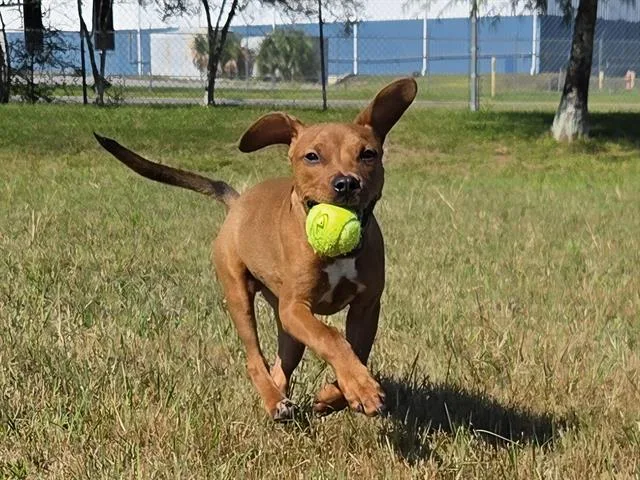 A young medium-sized male Terrier dog named Kratos for adoption in Panama City, FL