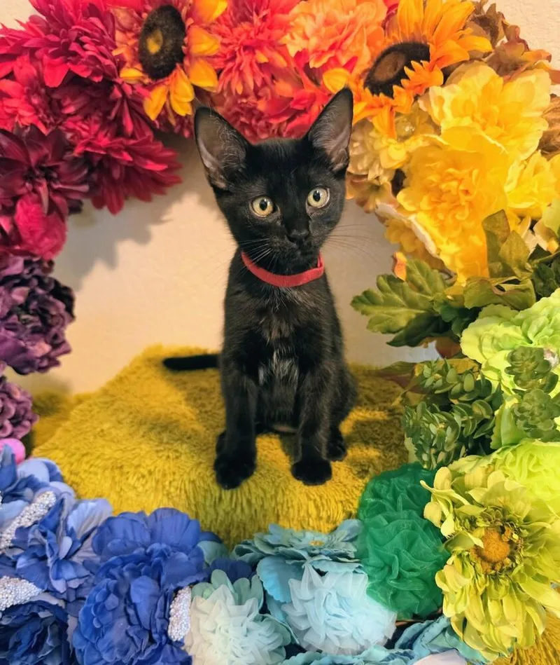 A baby small-sized male Bombay cat named Soup Spoon for adoption in Austin, TX