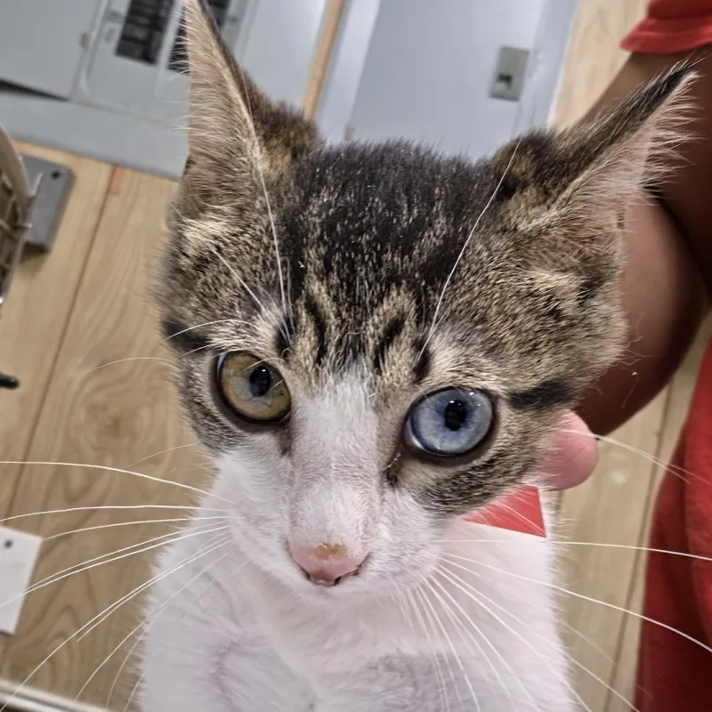 A baby small-sized female Brown / Chocolate Domestic Short Hair cat named Tia for adoption in Leander, TX