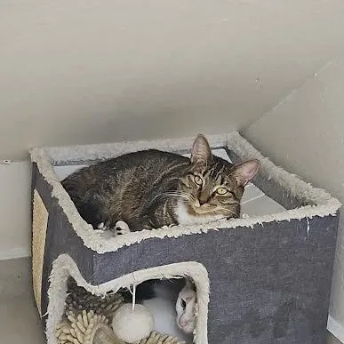 An adult medium-sized female Tabby cat named Mia for adoption in Miami, FL