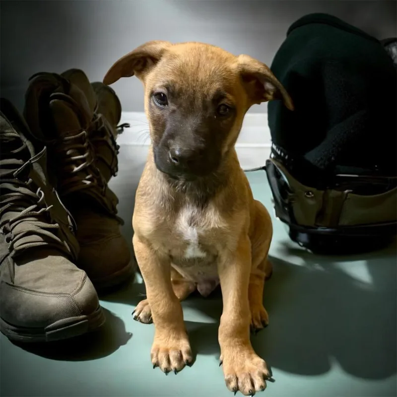 A baby small-sized female Belgian Shepherd / Malinois dog named Patton for adoption in Centralia, WA