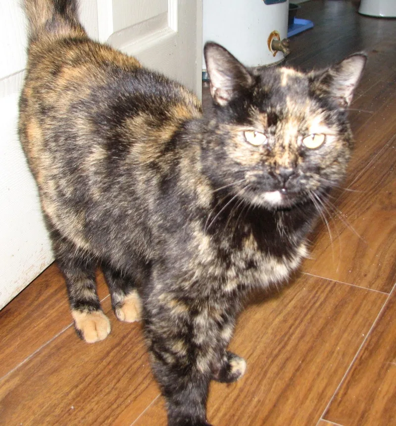 An adult large-sized female Tortoiseshell cat named Libert for adoption in Lawrenceburg, KY