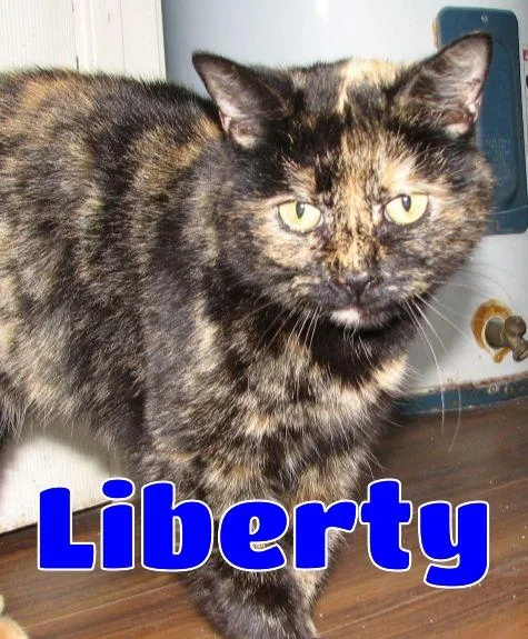 Libert thumbnail 2