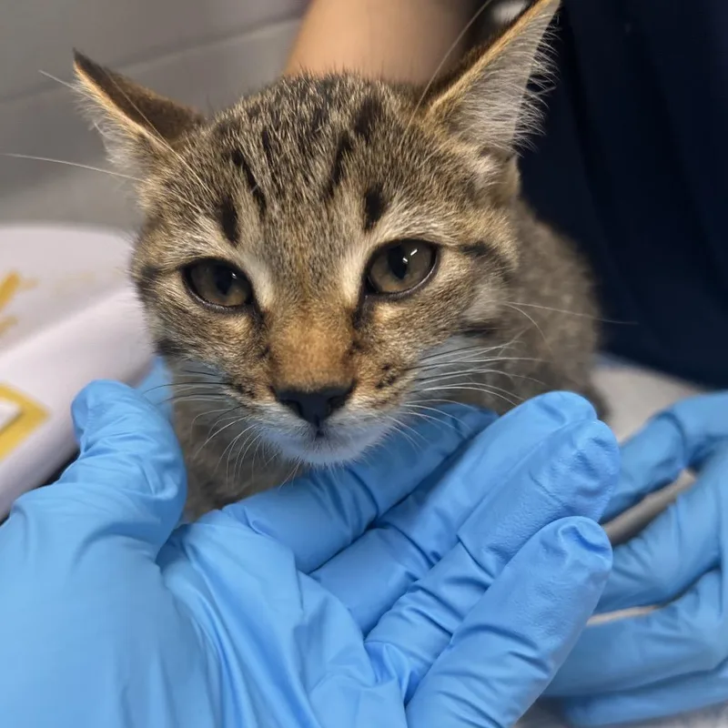 A baby small-sized female Domestic Short Hair cat named Euphrates for adoption in Summerville, SC