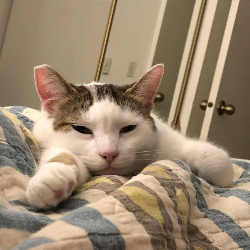A senior medium-sized female White Domestic Short Hair cat named Nora for adoption in Temecula, CA