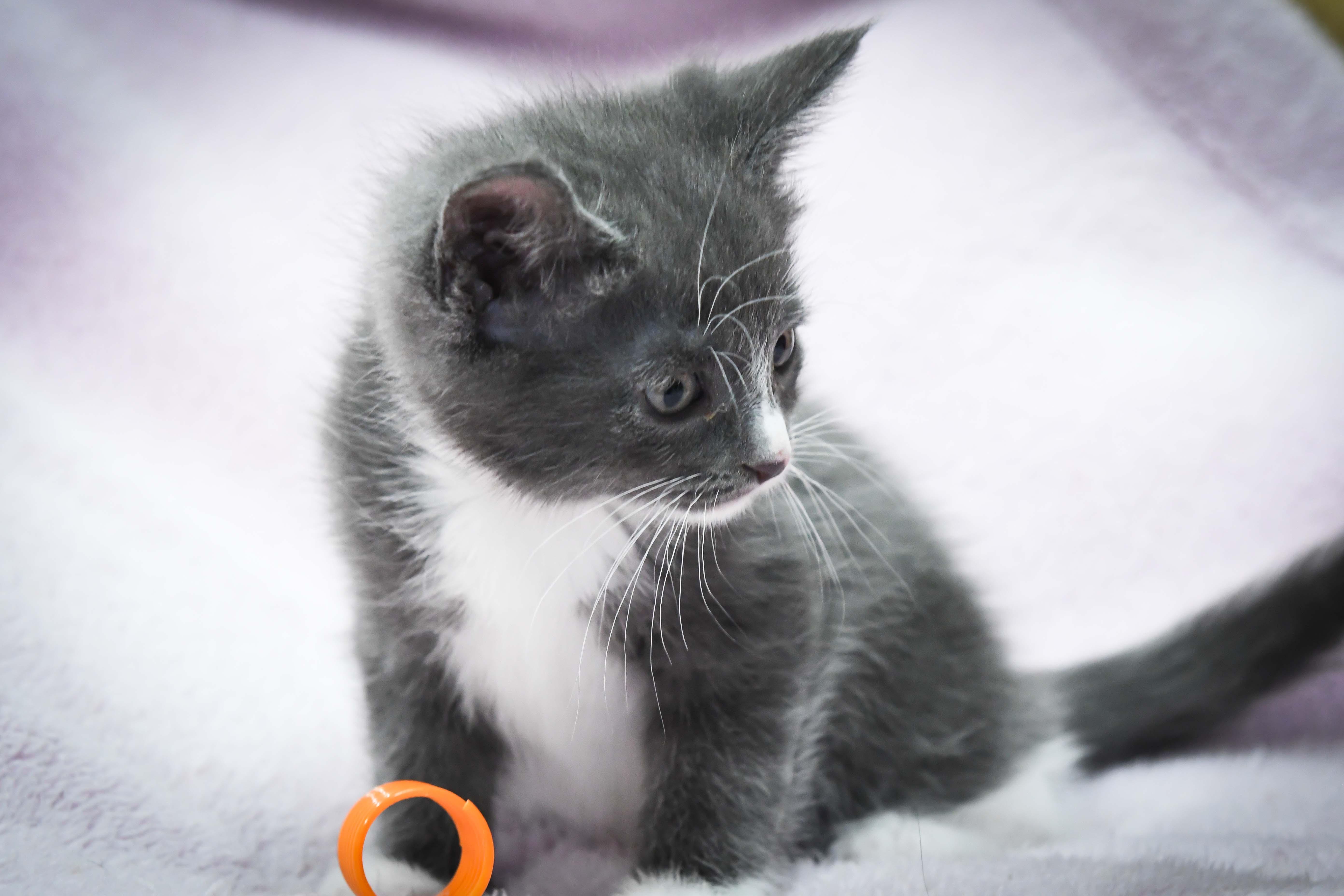 A baby medium-sized female American Shorthair cat named Valentina for adoption in Port Washington, WI