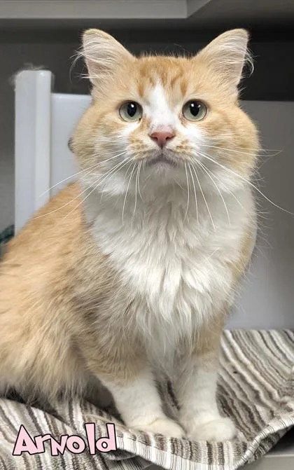 A senior medium-sized male Domestic Short Hair cat named Arnold for adoption in Mason, MI