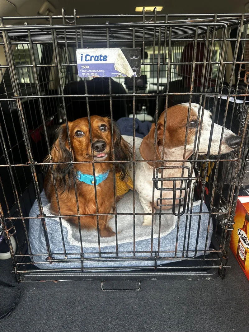 Peter Pan thumbnail 2