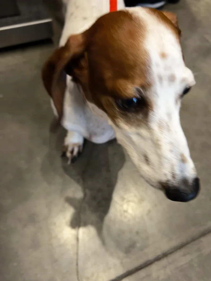 Peter Pan thumbnail 3