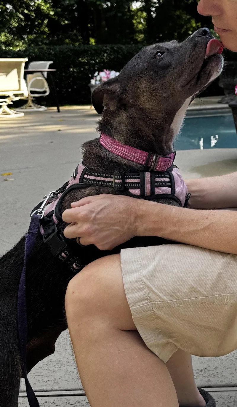 A young medium-sized female Labrador Retriever dog named Mama for adoption in Alpharetta, GA