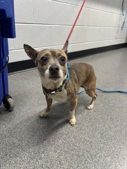 An adult small-sized male Chihuahua dog named Krusty for adoption in Kalamazoo, MI