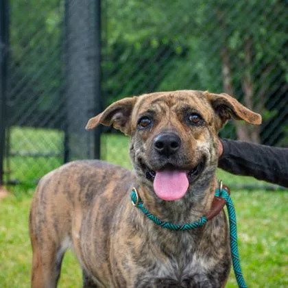 An adult large-sized female Mixed Breed dog named Stuffie for adoption in Chamblee, GA