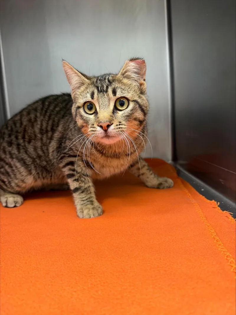An adult medium-sized male Tabby (Brown / Chocolate) Domestic Short Hair cat named Ford for adoption in Yorkville, IL