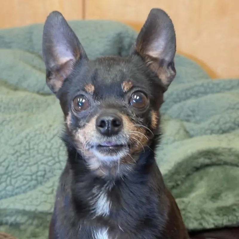 An adult small-sized female Chihuahua dog named Tator Totiana for adoption in Valparaiso, IN