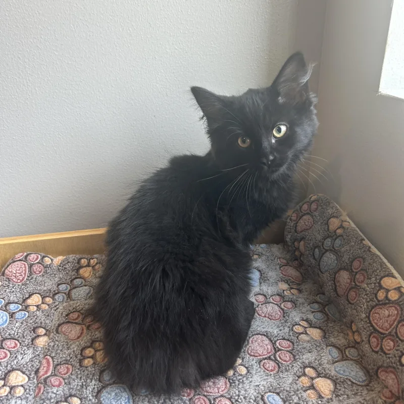 A baby medium-sized female American Shorthair cat named Barbie for adoption in Seward, NE