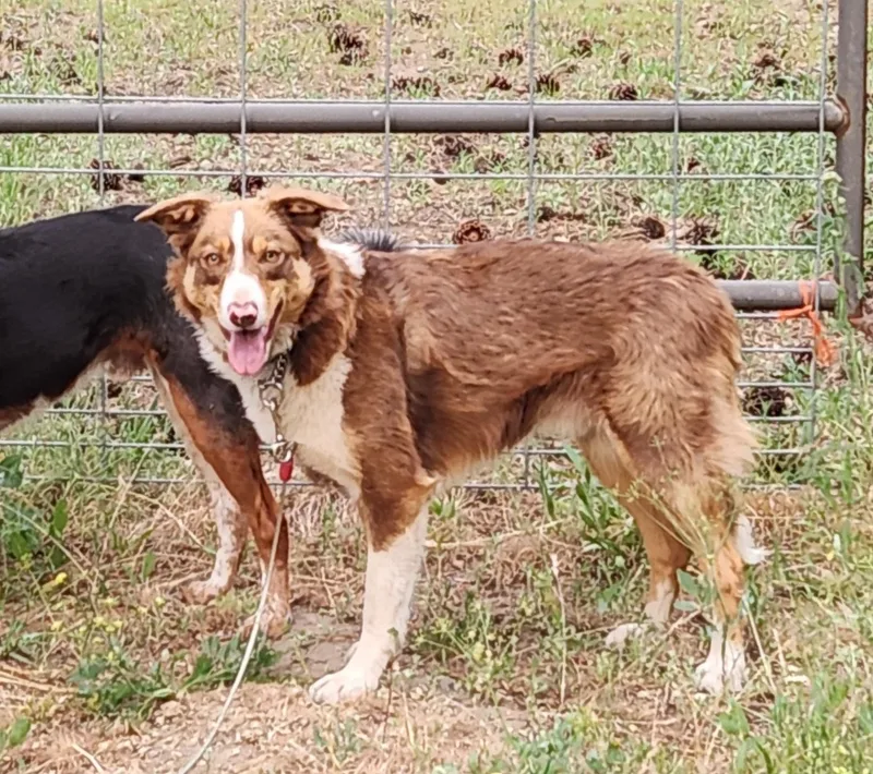 A young medium-sized male Brown / Chocolate Border Collie dog named Champ for adoption in Goldendale, WA