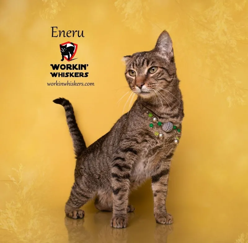 An adult medium-sized male Tabby (Brown / Chocolate) Egyptian Mau cat named Eneru for adoption in HEMET, CA