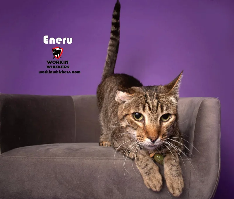 Eneru thumbnail 2