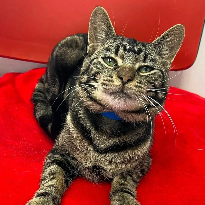 A young medium-sized male Brown / Chocolate Domestic Short Hair cat named Solomon for adoption in Hamburg, NY