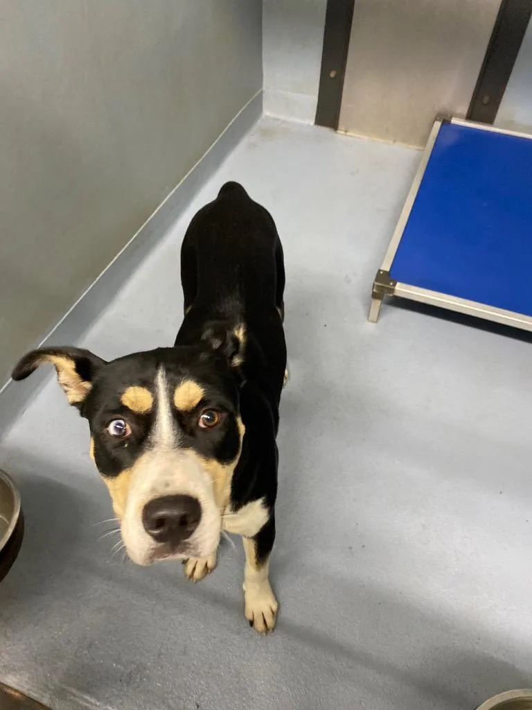 A young large-sized male Mixed Breed dog named Noodle for adoption in Cartersville , GA