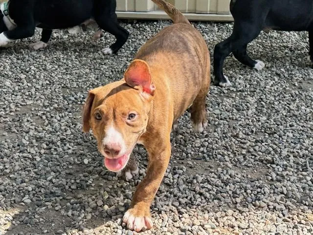 A baby small-sized male Black Mouth Cur dog named Burr for adoption in Ames, IA