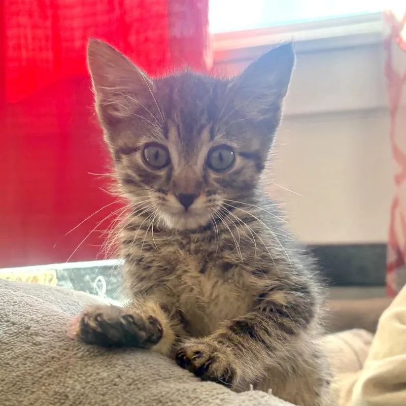 A baby small-sized male Brown / Chocolate Domestic Short Hair cat named Tigger for adoption in Pleasant Hill, CA