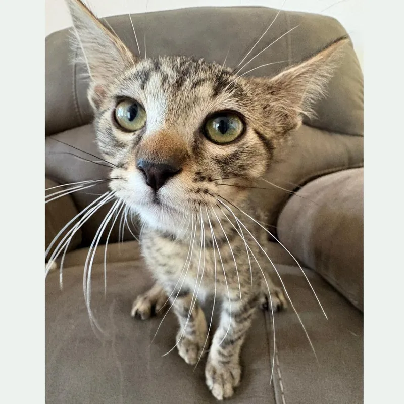 Tigger thumbnail 2