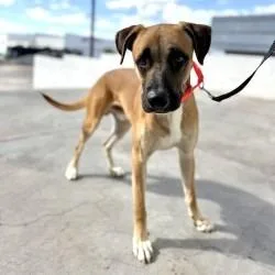 An adult medium-sized male Boxer dog named Coop for adoption in Bullhead City, AZ