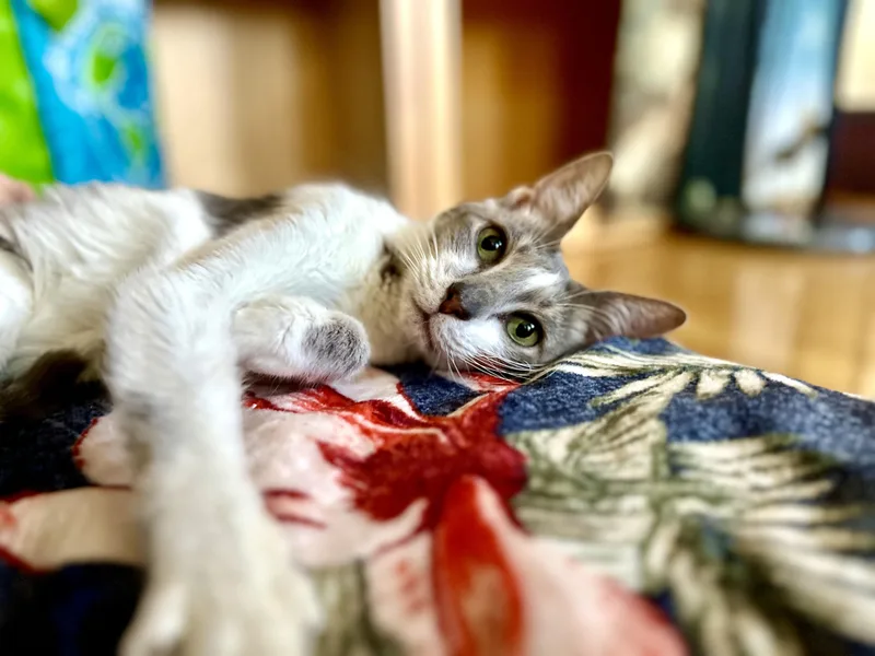 A senior small-sized female Gray & White Domestic Short Hair cat named Gracie for adoption in valparaiso, IN