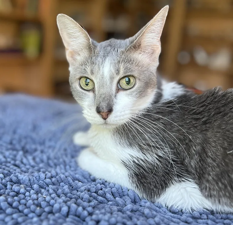 Gracie thumbnail 5