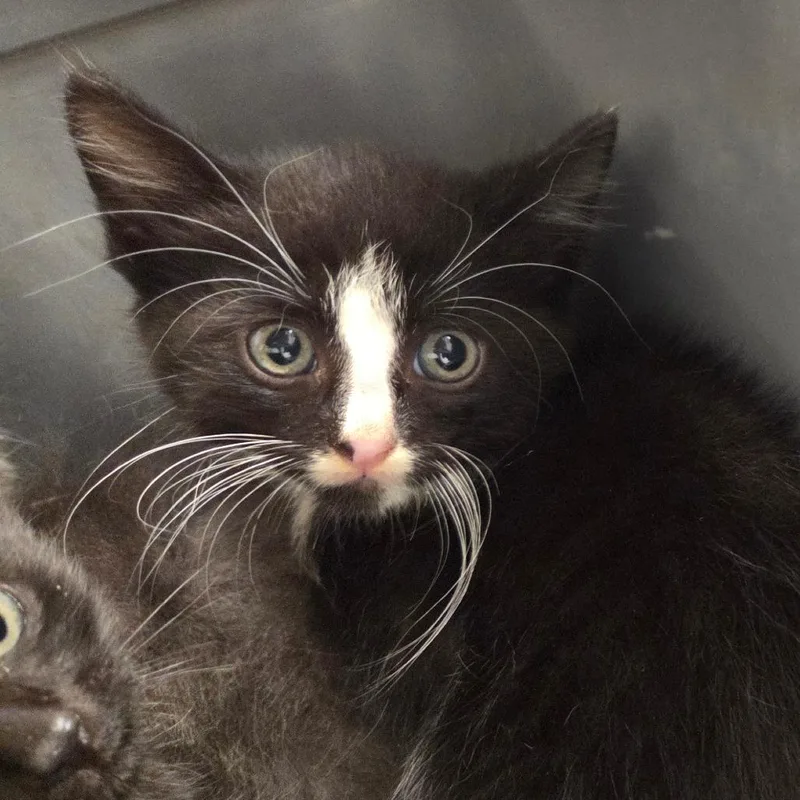 A baby small-sized male Black Domestic Short Hair cat named Sleet for adoption in Chattanooga, TN