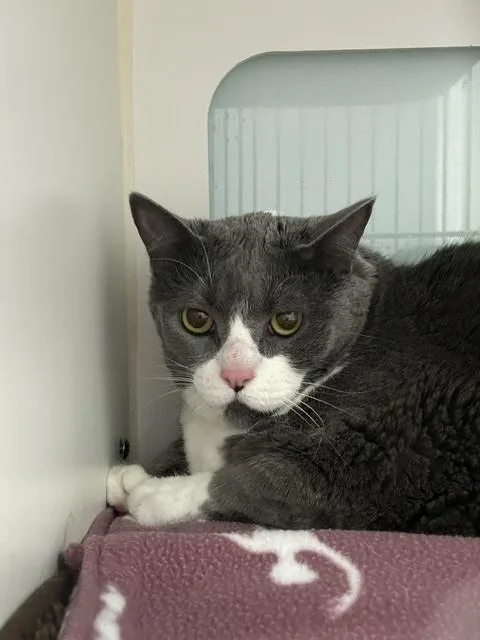 A senior large-sized female Gray & White Domestic Short Hair cat named Adella for adoption in Muskegon, MI