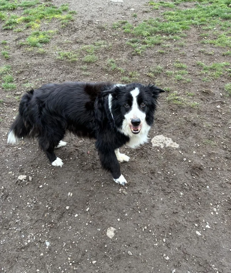 Bo
