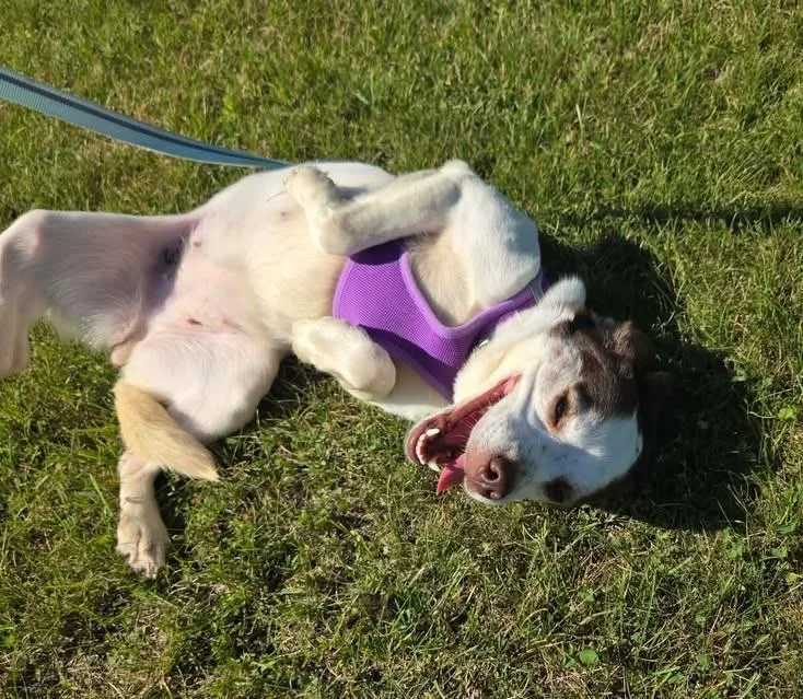 An adult medium-sized female Beagle dog named Osita for adoption in Plover, WI