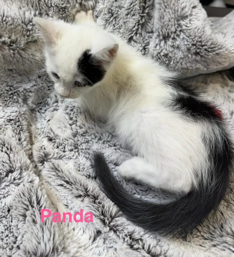 A baby small-sized male White Domestic Medium Hair cat named Panda for adoption in Shrewsbury, MA