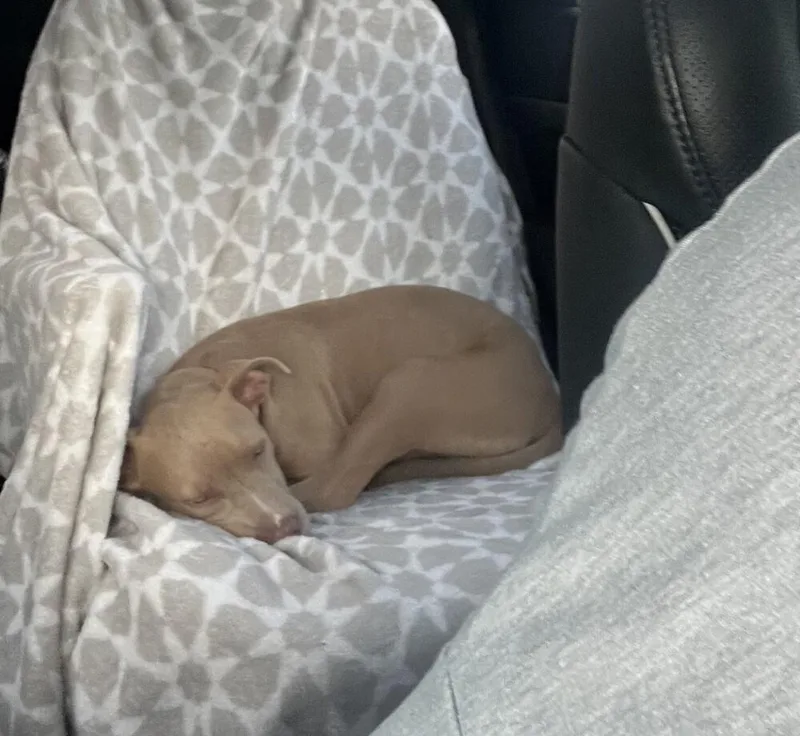 A baby medium-sized female Pit Bull Terrier dog named Trix for adoption in Youngsville, NC