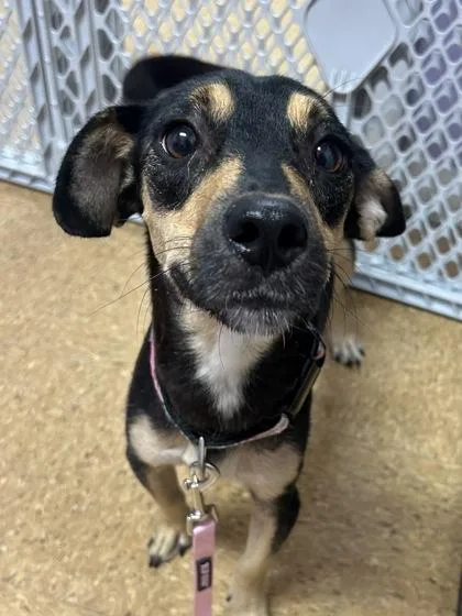 An adult small-sized female Dachshund dog named Banana for adoption in San Antonio, TX