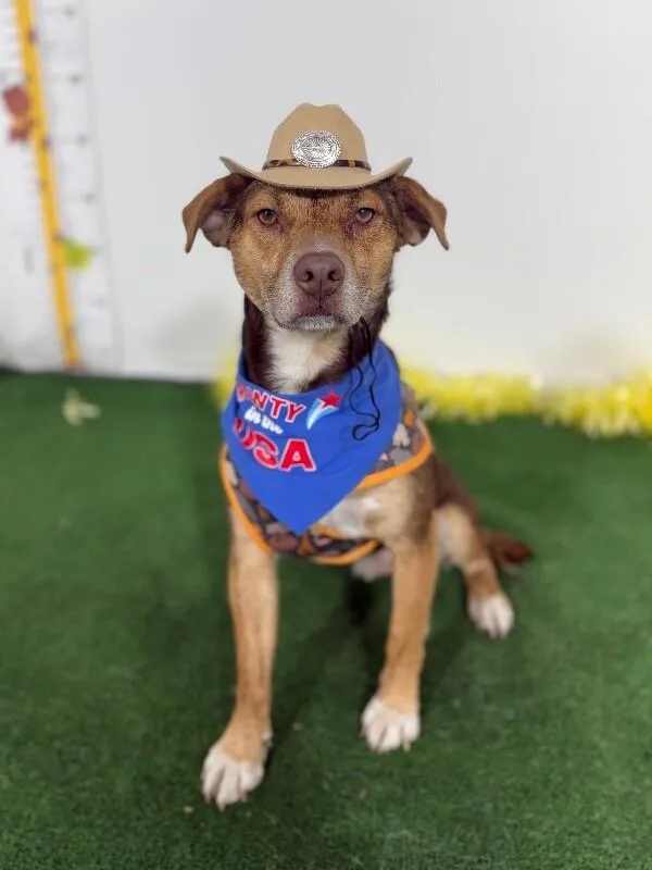 A young medium-sized male Brown / Chocolate Beagle dog named Miel for adoption in Carlsbad, CA