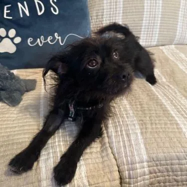 Chewba Aka Chewy thumbnail 2