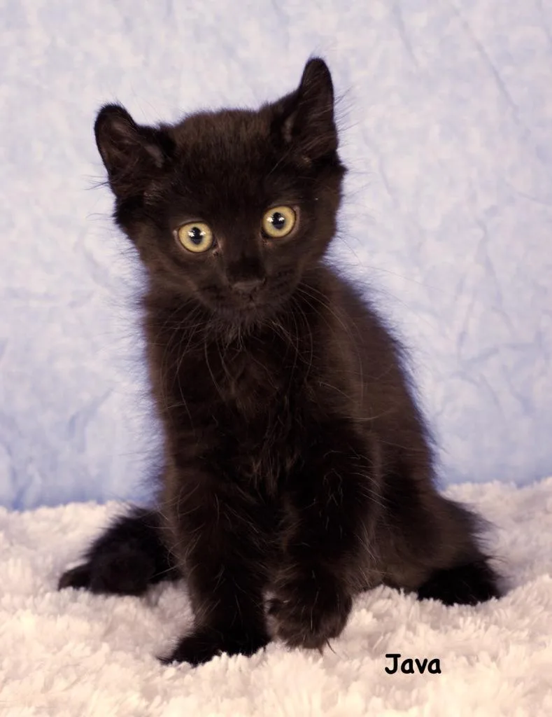 A baby small-sized male Domestic Short Hair cat named Java for adoption in Gilbert, AZ