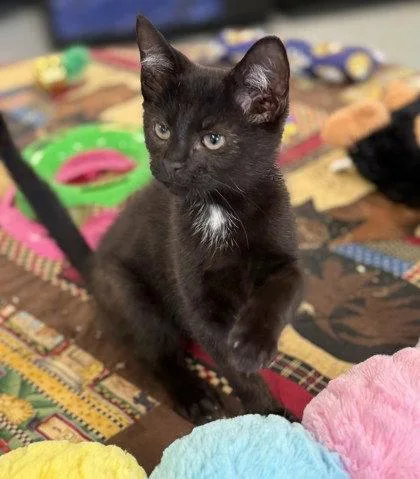 A young small-sized female Domestic Short Hair cat named Sharpie for adoption in Midland, VA