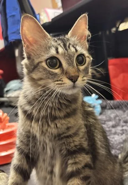 An adult small-sized female Domestic Medium Hair cat named Tatiana for adoption in Phoenix, AZ