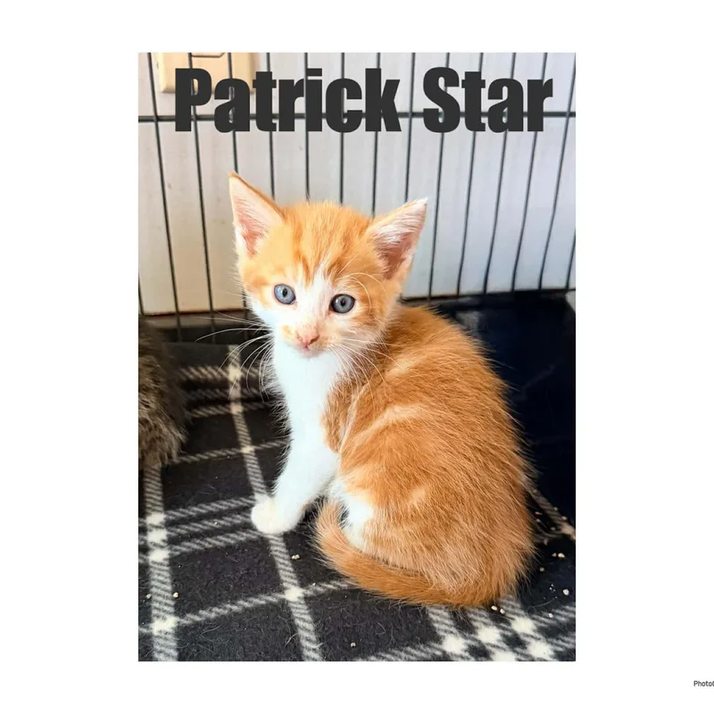 A baby small-sized male Orange & White Domestic Short Hair cat named Patrick Star for adoption in Ashland, KY