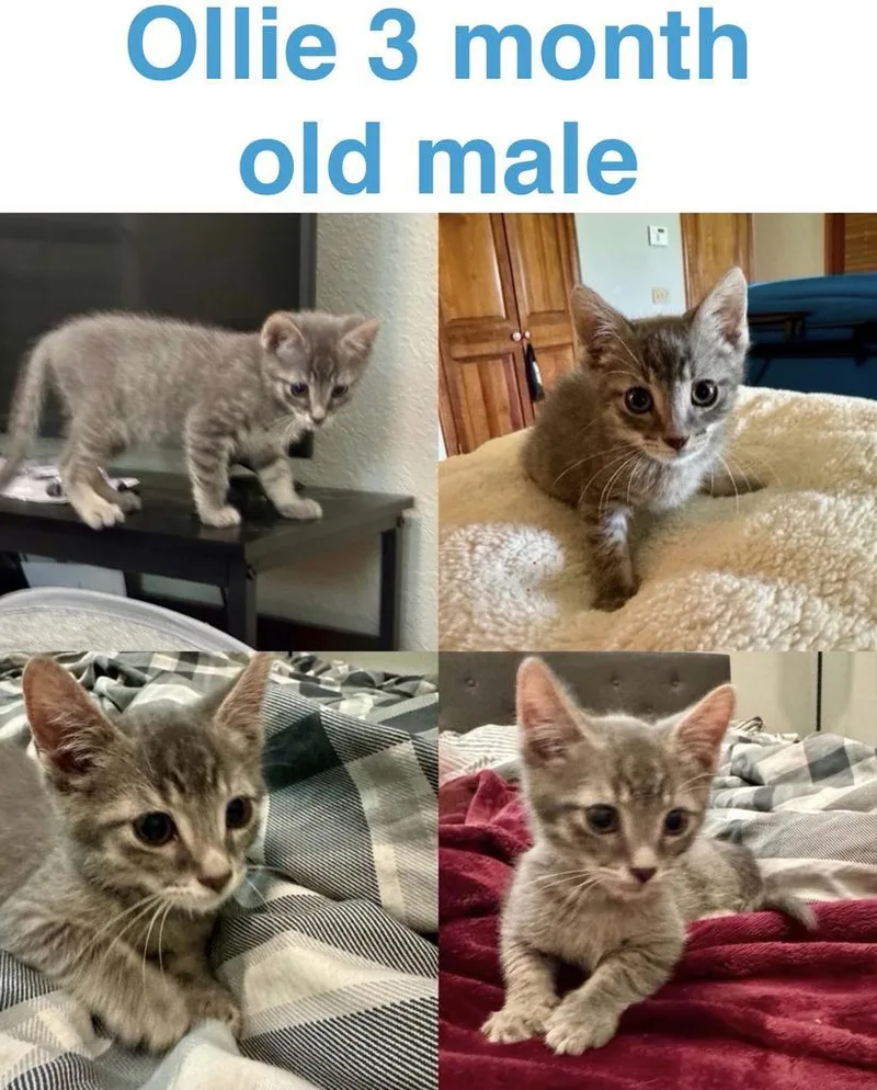 A baby small-sized male Domestic Short Hair cat named Lyric aka Ollie for adoption in Mustang, OK