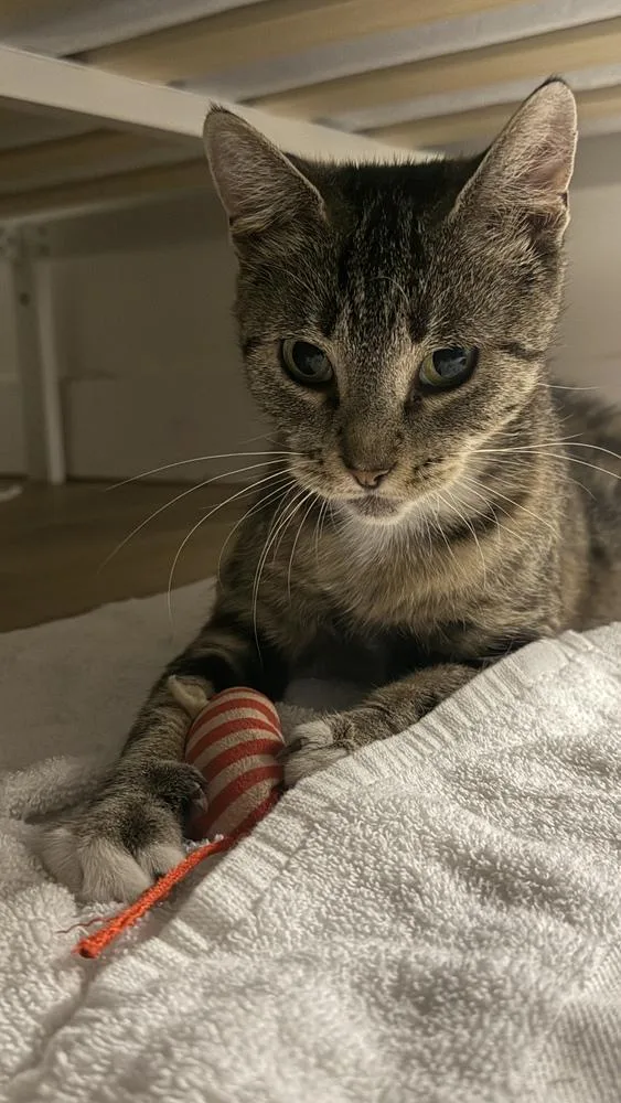 A young medium-sized female Domestic Short Hair cat named Lynette for adoption in Ferndale, MI