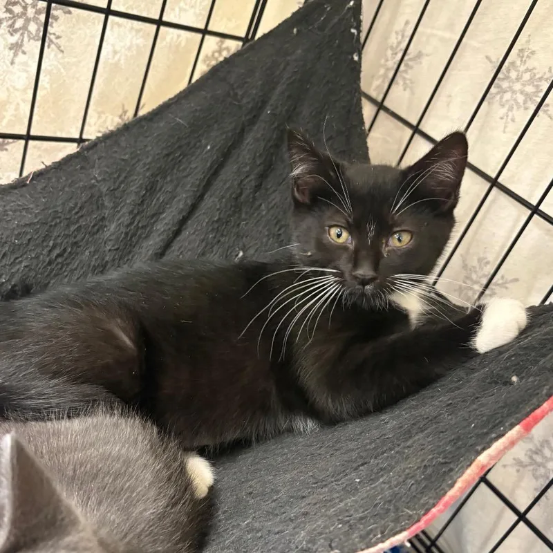 A baby small-sized female Black Domestic Short Hair cat named Sasha for adoption in Monroe, MI