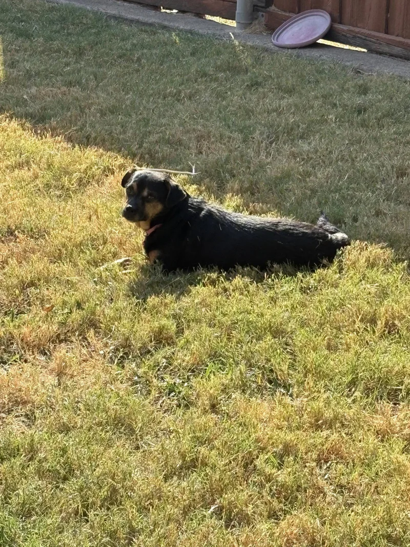 An adult small-sized female Mixed Breed dog named Dolly for adoption in Dallas, TX