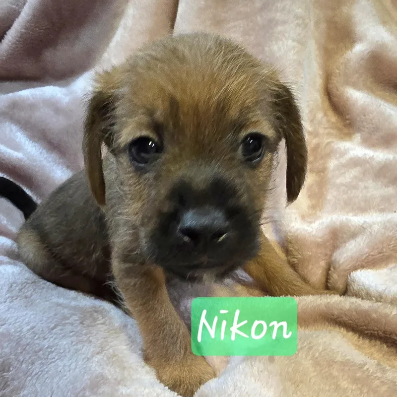 A baby small-sized male Black Cairn Terrier dog named Nikon for adoption in Athens, AL