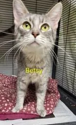 An adult medium-sized female Tabby (Tiger Striped) Domestic Short Hair cat named Betsy for adoption in Moline, IL